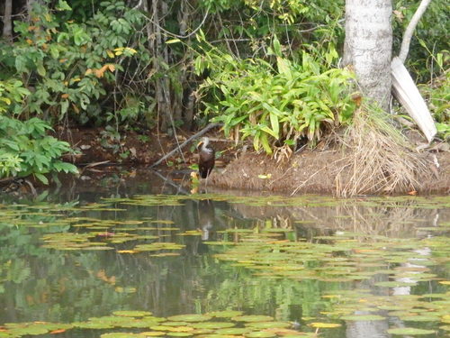 Lago Sandavol (Reserva Nacional Tambopata), Amazon, Peru.